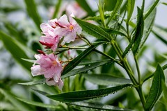 雨后的花朵-夹竹桃   续