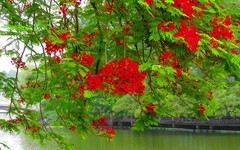 [26153] 东山湖的凤凰花