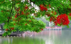 [26153] 东山湖的凤凰花
