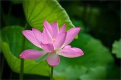 2026年第0558贴 -夏日荷花（0815）