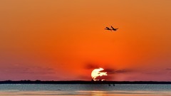 【视觉光影】美 丽 的 大 天 鹅 （41）