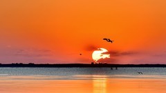 【视觉光影】美 丽 的 大 天 鹅 （41）