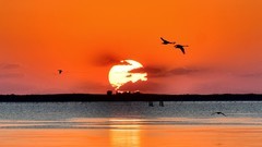 【视觉光影】美 丽 的 大 天 鹅 （41）