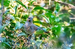 太平鸟（三十）