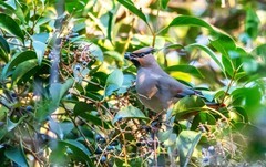 太平鸟（三十）