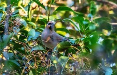 太平鸟（三十）