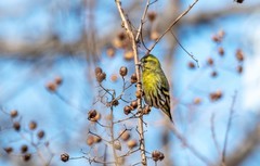 小黄雀（七十九）