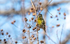 小黄雀（七十九）