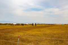 昭苏湿地公园跑马场6