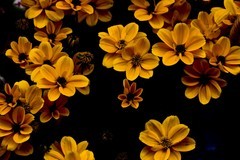 逛迎春花市（二）