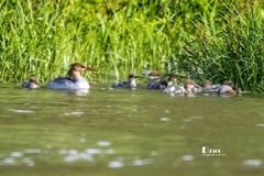 中华秋沙鸭（83）