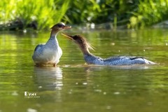 中华秋沙鸭（83）