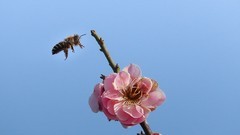 红梅花开迎春来