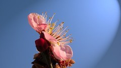 红梅花开迎春来