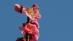 红梅花开迎春来