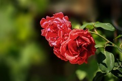 2026059月 季 花