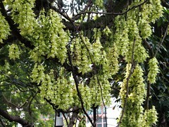 禾雀花