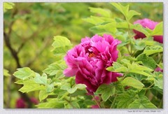 牡丹花【丙午年-126】