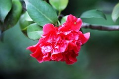 山茶花（三）