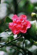 山茶花（三）
