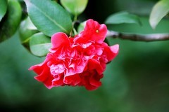 山茶花（三）