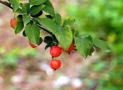 1615【不老松：纪实摄影】 大运河畔：河北沧州黄河路至海河路段！ (8)岸边花果：长柄