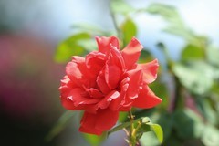 拍摄花卉一（1183）
