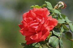 拍摄花卉一（1183）