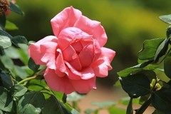 拍摄花卉一（1183）
