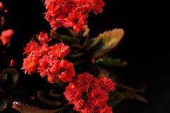 2026花卉植物赏析———长寿花【4】