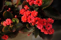 2026花卉植物赏析———长寿花【4】