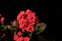 2026花卉植物赏析———长寿花【4】