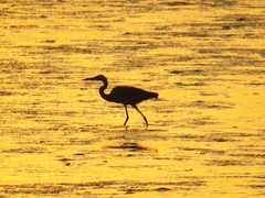 夕阳下的西炮台海滩