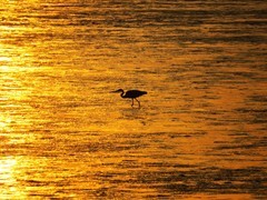 夕阳下的西炮台海滩