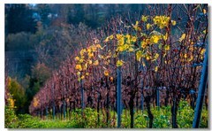 秋日夕阳（南德）