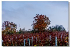 秋日夕阳（南德）