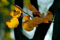 初冬——杂拍小品