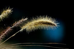 初冬——杂拍小品