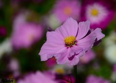 文园的格桑花。