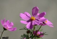 文园的格桑花。