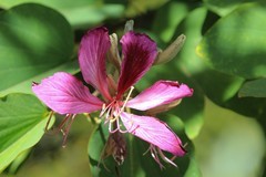 拍摄花卉一（886）