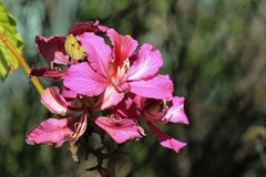 拍摄花卉一（886）