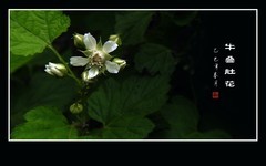 雪白如银的牛叠肚花