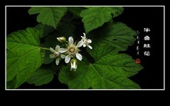 雪白如银的牛叠肚花