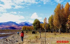 旅游天地（13）----新都桥青杨林