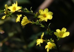 迎春花开迎春来