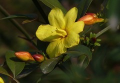 迎春花开迎春来