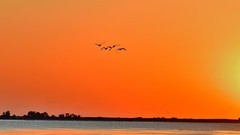 【视觉光影】美 丽 的 大 天 鹅 （42）