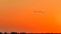 【视觉光影】美 丽 的 大 天 鹅 （42）