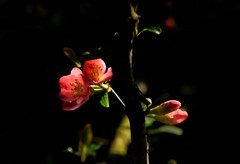 草堂探花【4】